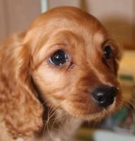 Cockapoo female - smoothie coat