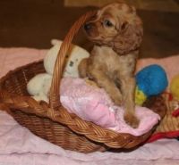 Cockapoo female - smoothie coat