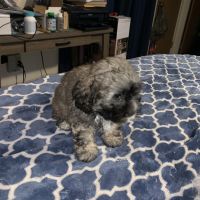 Cockapoo and teddy bear mix