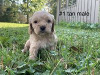 Cockapoo Puppies For Sale