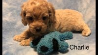 Cockapoo Puppies taking reservations for upcoming litter