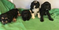 Cockapoo puppies