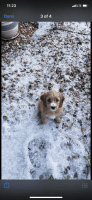 Cockapoo Puppy