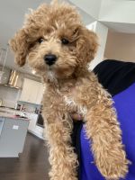 Cockapoo for sale