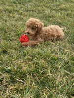 Cockapoo for sale