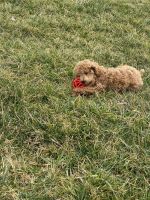 Cockapoo for sale
