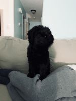 Cockapoo puppy