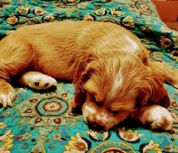 Cocker Spaniel rehoming