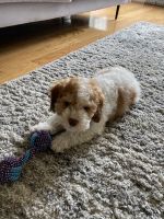 Cockapoo for sale