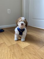 Cockapoo for sale
