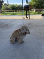 Cockapoo with blue eyes