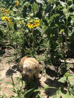 Cockapoo with blue eyes