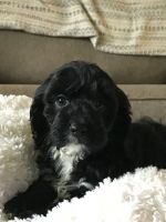 9 week old boy puppy