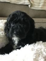 9 week old boy puppy