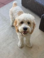 Cute 6 months old Cockapoo