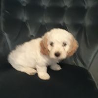 Cockapoo boy