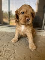 Cockapoo puppies for sale!