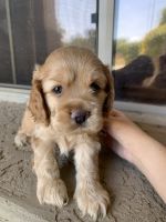 Cockapoo puppies for sale!