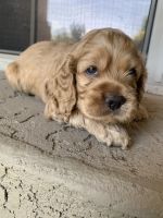 Cockapoo puppies for sale!