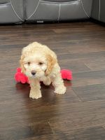 Adorable Male Cockapoo Puppy 11 Weeks Old