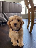 Adorable Male Cockapoo Puppy 11 Weeks Old