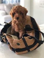 9 week old F1B Cockapoo