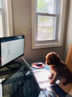 9 week old F1B Cockapoo