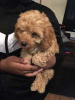 Beautiful family puppy for sale. Up to date with vaccines