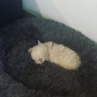 8 week old cockapoo female