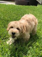 12 weeks old cockapoo