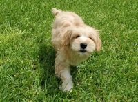 12 weeks old cockapoo