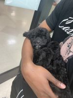 Cockapoo puppy for sale