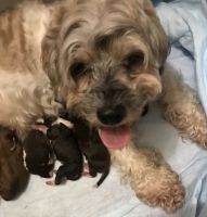 Bella & Gucci puppy’s