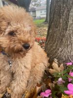 Cockapoo Puppy for Sale, Upper Marlboro Md.