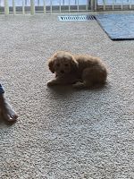 Cockapoo Puppy for Sale, Upper Marlboro Md.