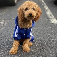 Looking for a new home for my Cockapoo puppy, Carter!