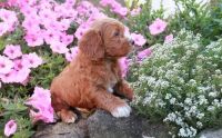 Adorable cockapoo puppies