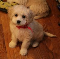 Adorable cockapoo puppies