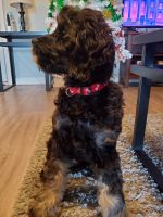 Adorable Cocker Spaniel/Yorkie-poo pup ready to meet his new family