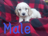Cockapoo puppys