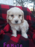 Cockapoo puppys