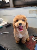 28 week old cockapoo for sale