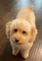 Beaux is Looking for a Loving Home