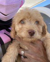 Beaux is Looking for a Loving Home