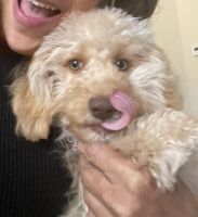 Beaux is Looking for a Loving Home