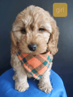 Multigenaration Cockapoo Puppies