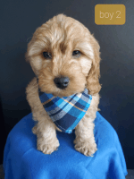 Multigenaration Cockapoo Puppies