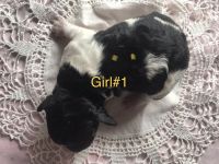 Hypoallergenic Cockapoos puppies in WA