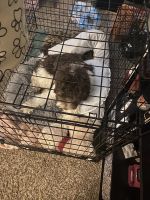 Cockapoo 71/2 Months