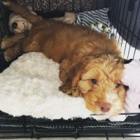 AKC Cockapoo PuppiesFfor aAoption